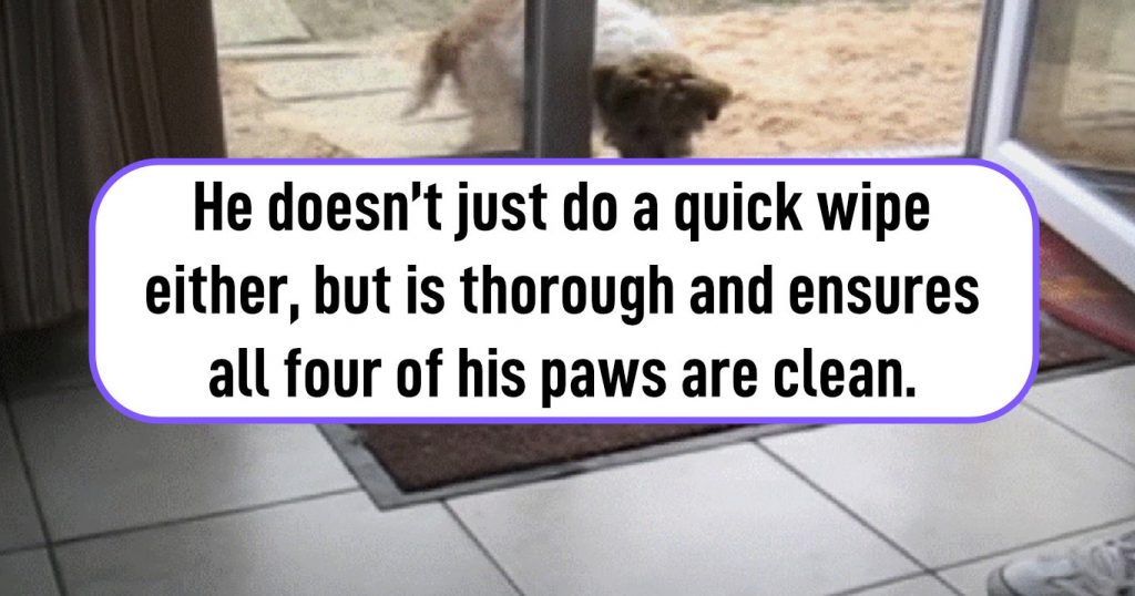 Polite Dog Wipes His Paws Before Entering The House