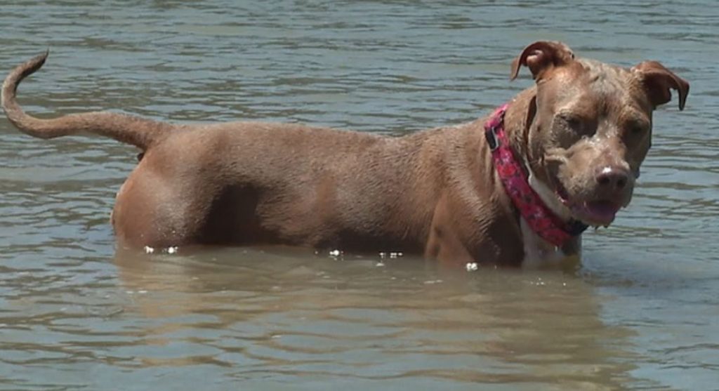 Dog who fell off shrimp boat found alive days later after swimming six miles to shore