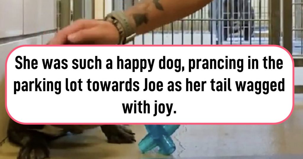 Terrified rescue Frenchie learns how to feel safe and loved for first time