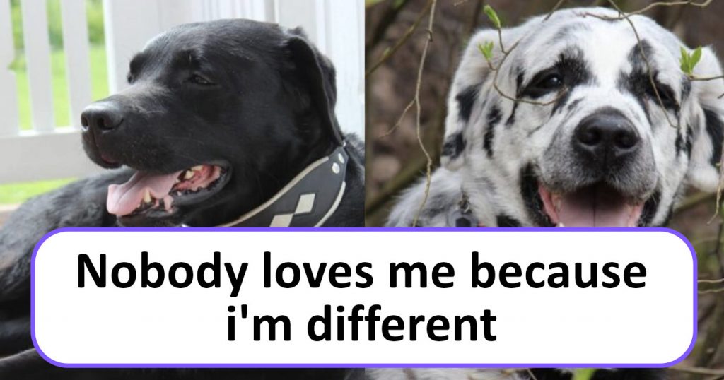 Internet Goes Crazy Over Beautiful Labrador That Amazingly Changes Colors