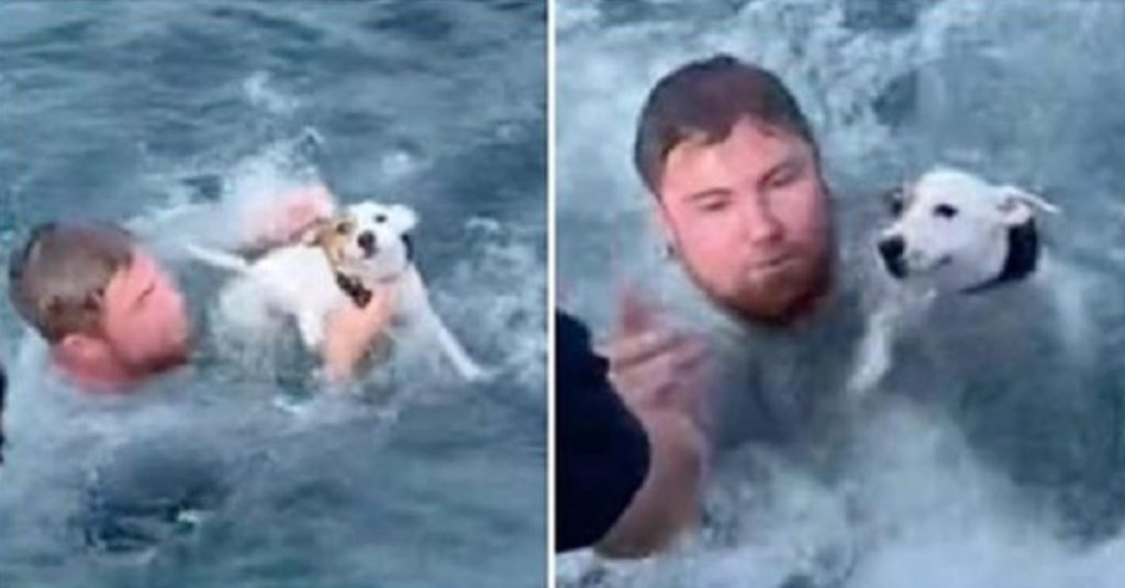 Boaters save lost dog struggling in the ocean and reunite him with his family