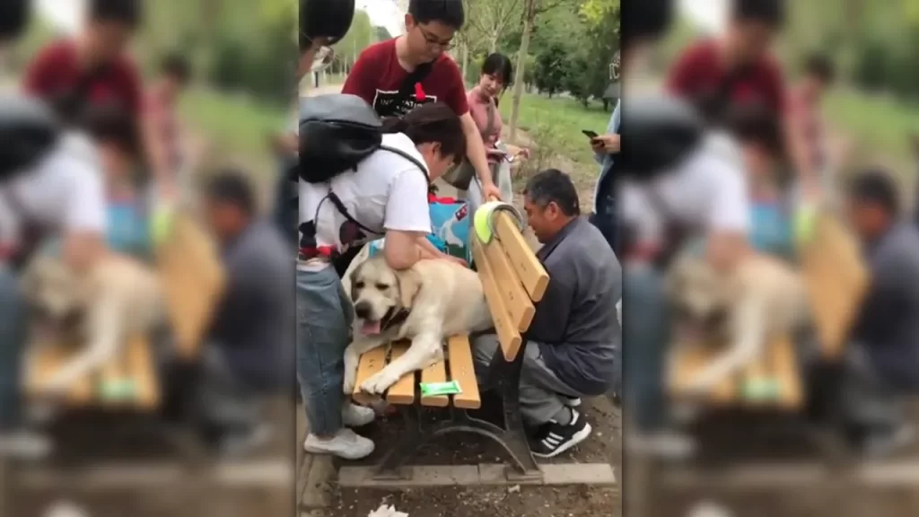 6 People Rescue Retired Police Dog From Park Bench