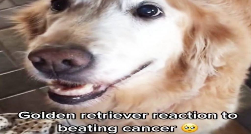 Millions of People are Just as Happy as This Dog Upon Learning Her Tumor is not Cancerous