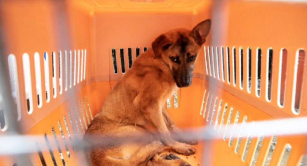 Born To Be Eaten: 21 Dogs Rescued Just Days Before Infamous Boknal Season