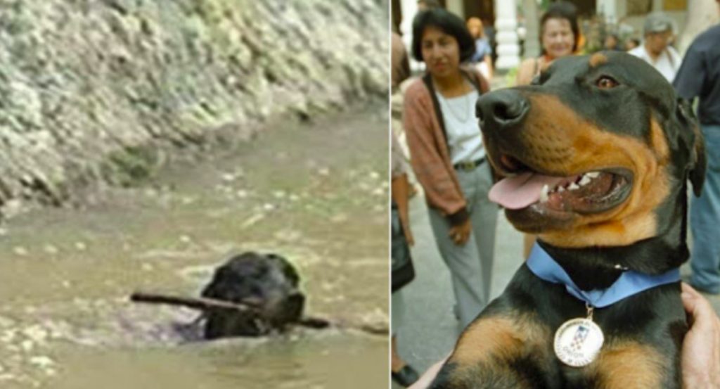 This Dog Shocked The World! He Saved As Many As 37 Lives
