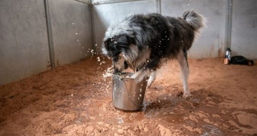 Senior Shelter Dog Who Loves To Splash Around In Water Longs For Loving Home