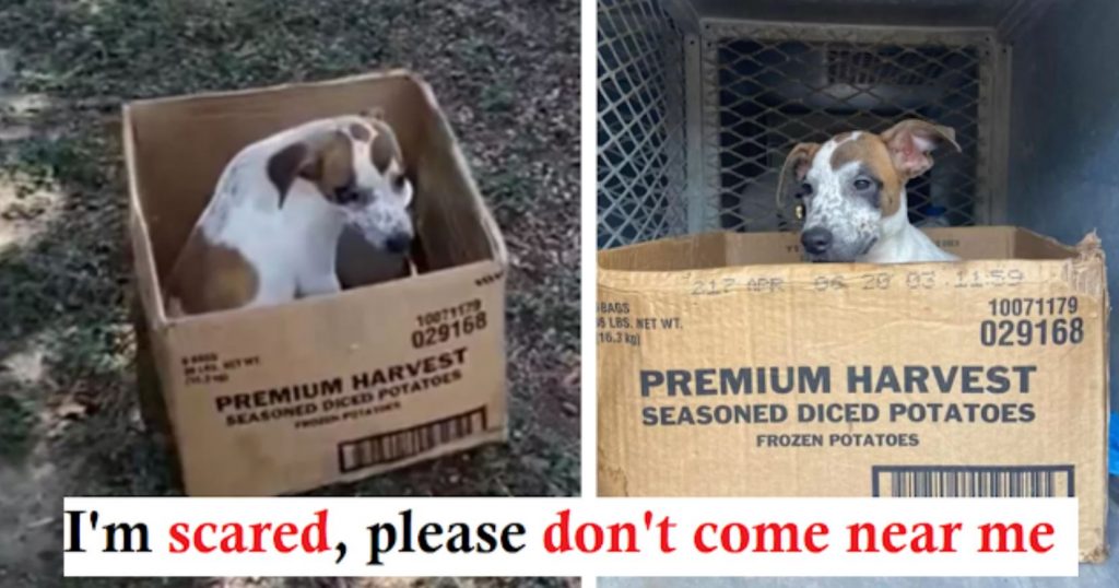 Pet Owner Left Dog In Cardboard Box, But She Refuses To Come Out