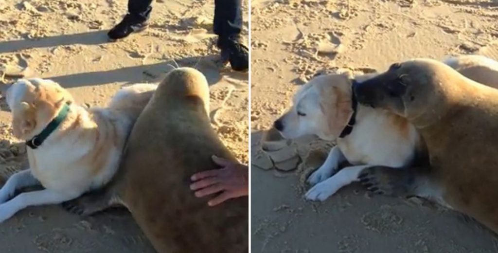 Dog And Seal Play Adorable Game Of Hide And Seek