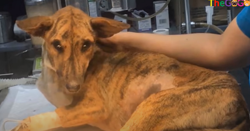 No One has Helped this Stray Dog with a Huge Tumor — Two Months Later, Something Has Changed