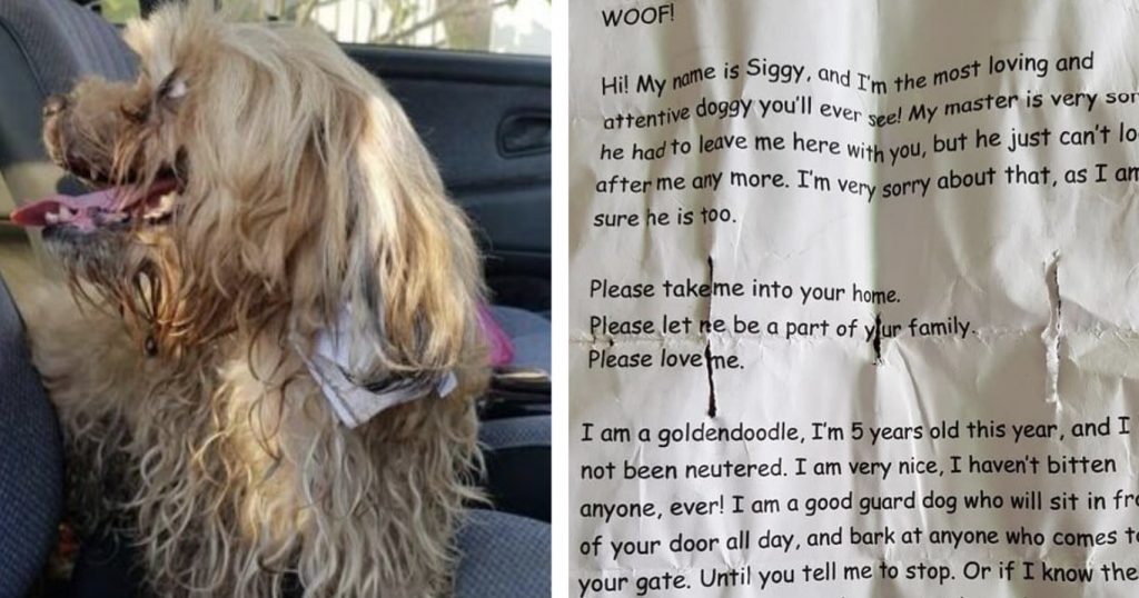 Man Finds Heartbreaking Note On Stray And Springs Into Action
