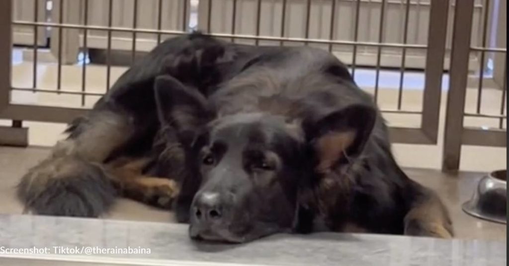 Depressed Shelter Dog Needs Someone To Restore His Faith In Humans