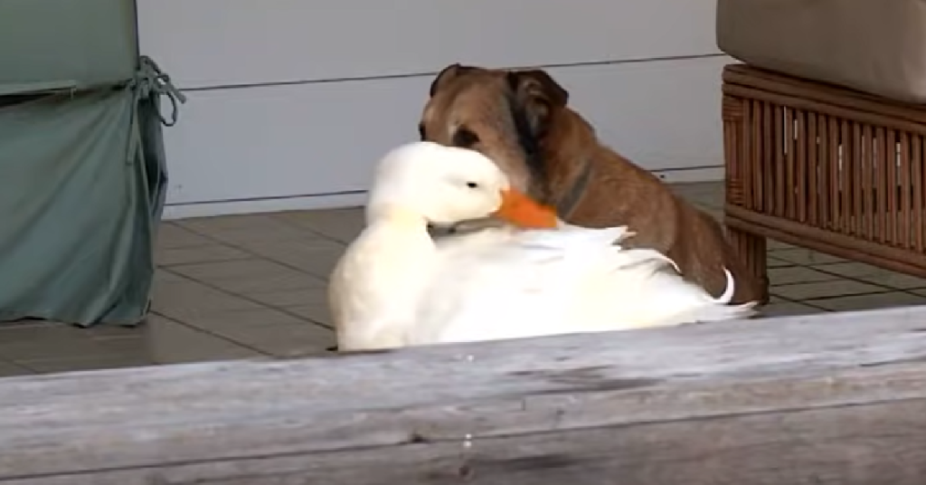 After losing a friend, Duck comforts the grieving dog