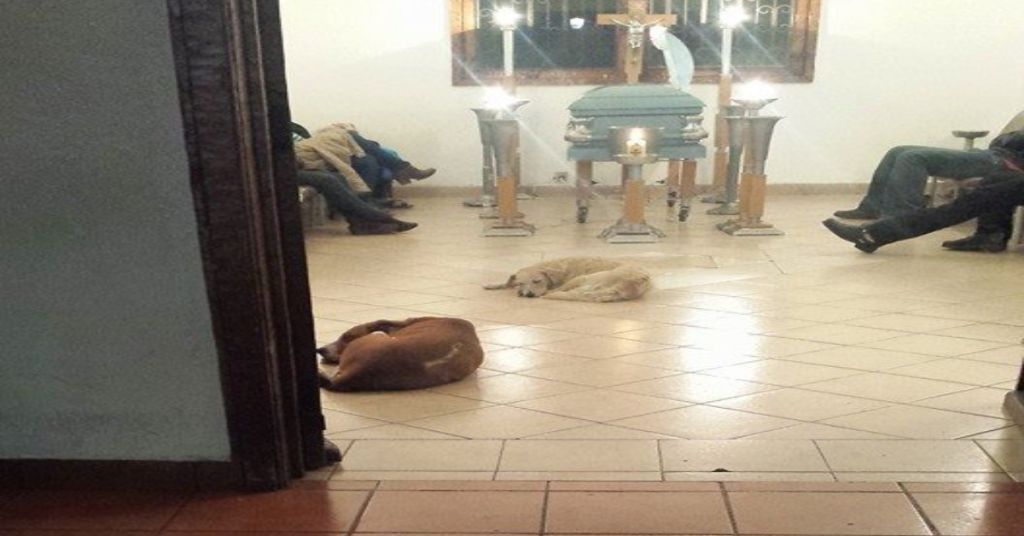 Stray Dogs Attend Funeral For Kind Woman Who Fed Them