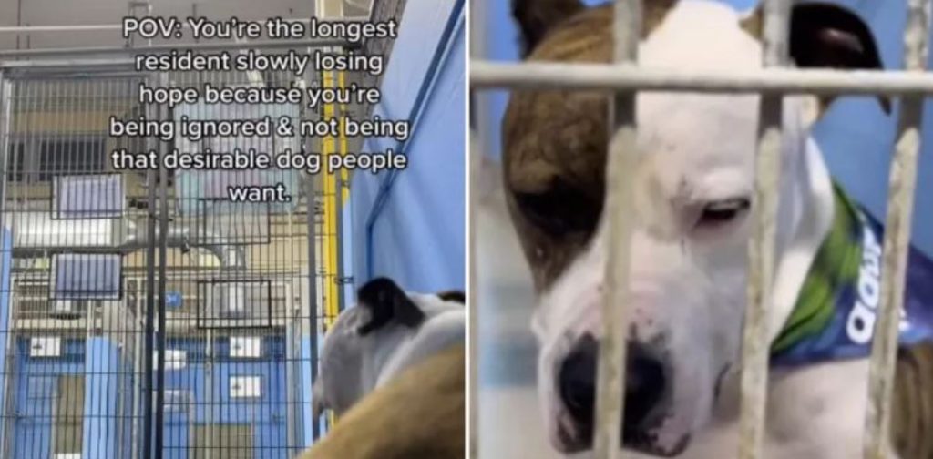 Video of ‘Longest Resident’ Shelter Dog Being Ignored by Potential Adopters Is Tough To Watch