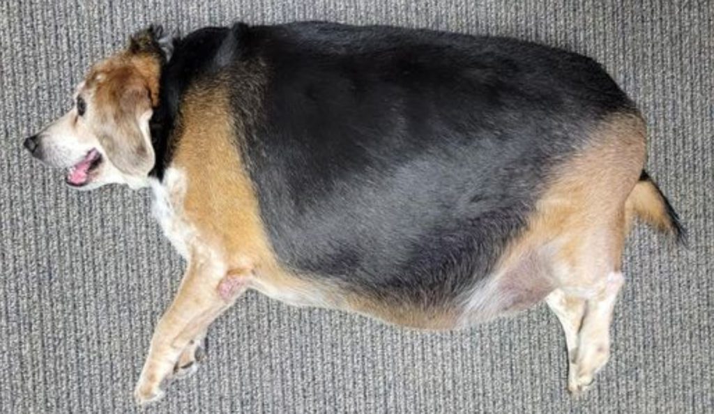 Rescued 100-pound beagle loses 20 pounds, gains a new life and family