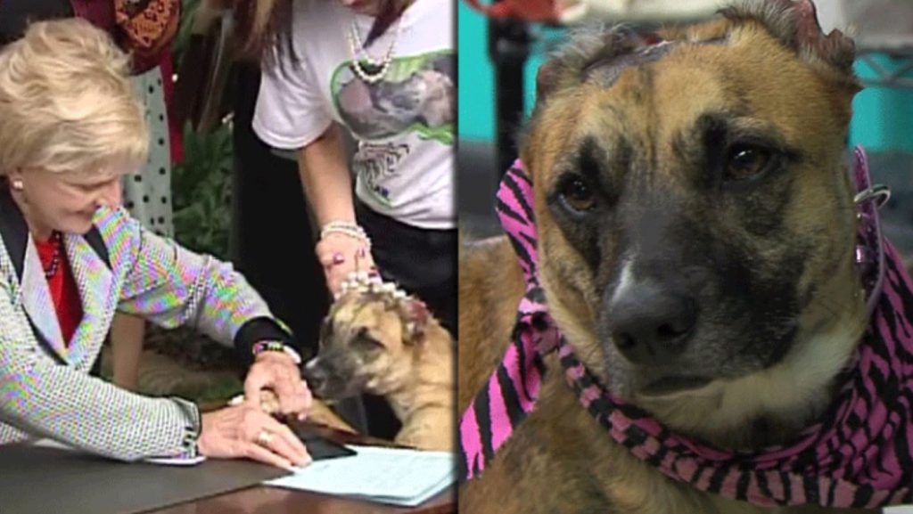 Susie – The Abused Dog Who Inspired Susie’s Law To Punish Animal Abusers- Has Passed Away