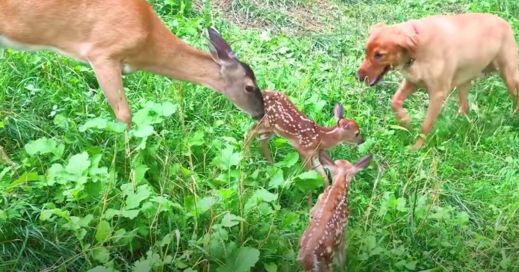 Mama deer nudges her babies over to meet her dog best friend for the first time