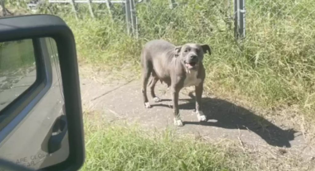 Woman Spots Dog Outside Of An Abandoned House And Realizes She’s Not Alone
