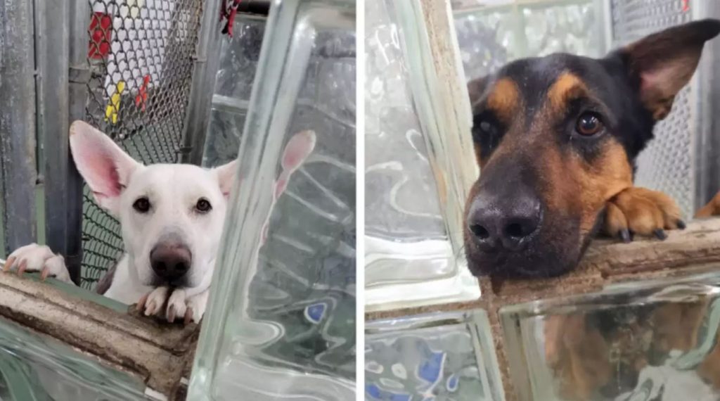 Shelter Dogs Comfort Each Other By Touching Noses Over Their Kennels
