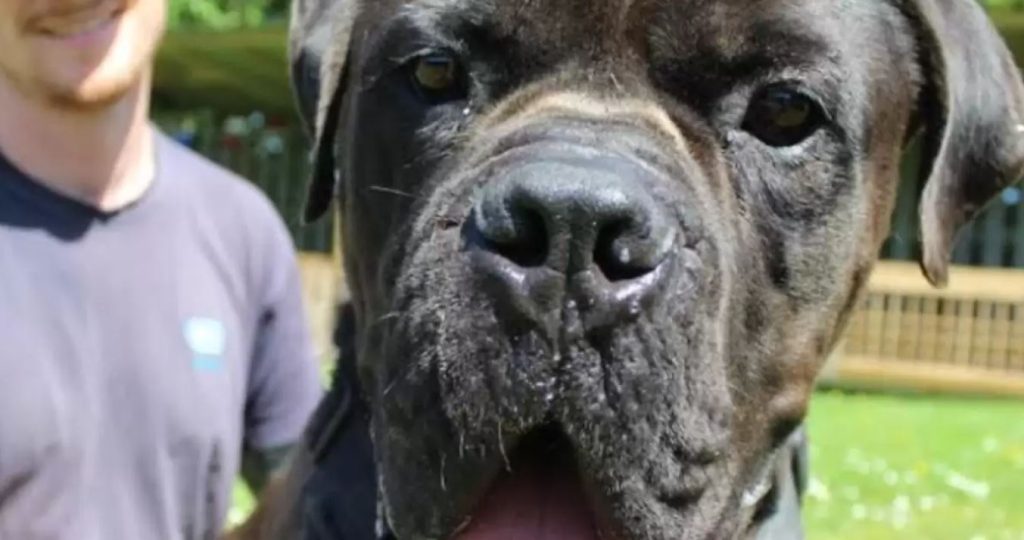 Dog Who Was ‘Too Big’ To Find A Home Finds Family Who Loves Him Just As He Is