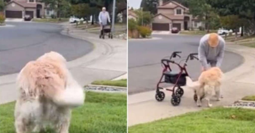 An 11-Year-Old Dog Always Waits for Her Senior Friend After Walking Around the Neighborhood