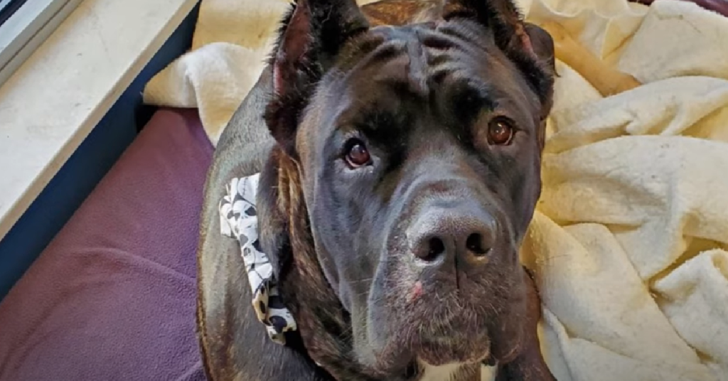 Stray Dog Called Dangerous And Unadoptable Turns Into A Gentle Giant