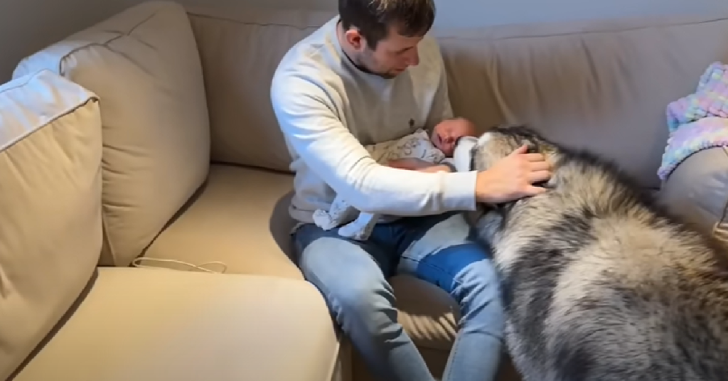 Alaskan Malamute Meets Baby Brother For The Very First Time