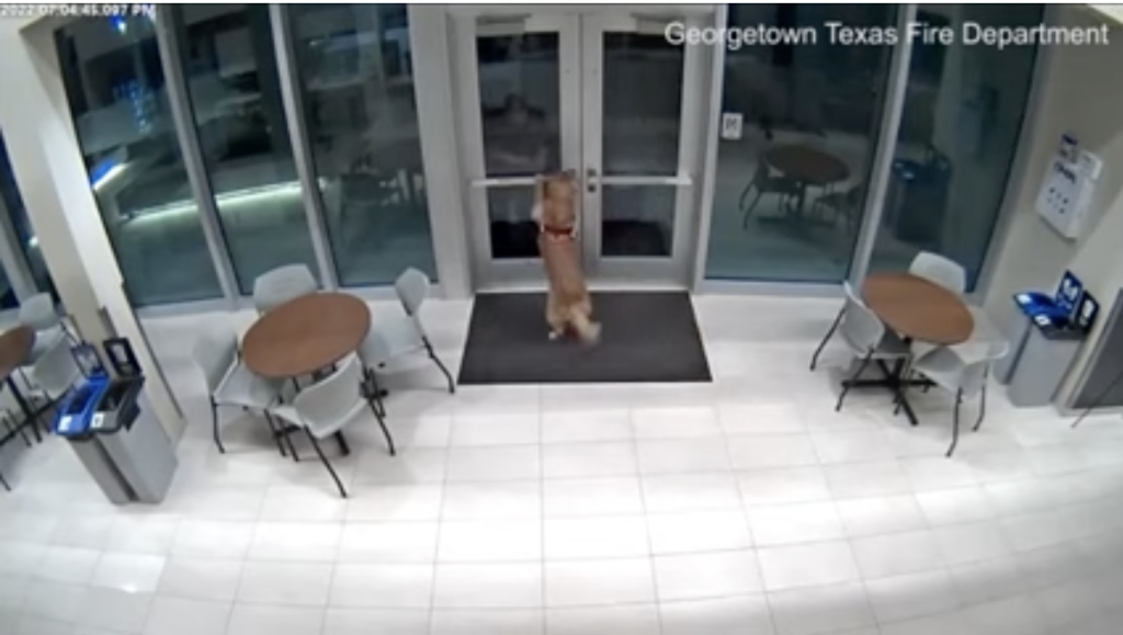 Firefighter in Texas Accidentally Locked Out of Station Gets Let Back in By Dog