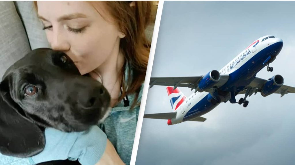 Airline Sends American Family’s Dog To Saudi Arabia Instead Of Nashville