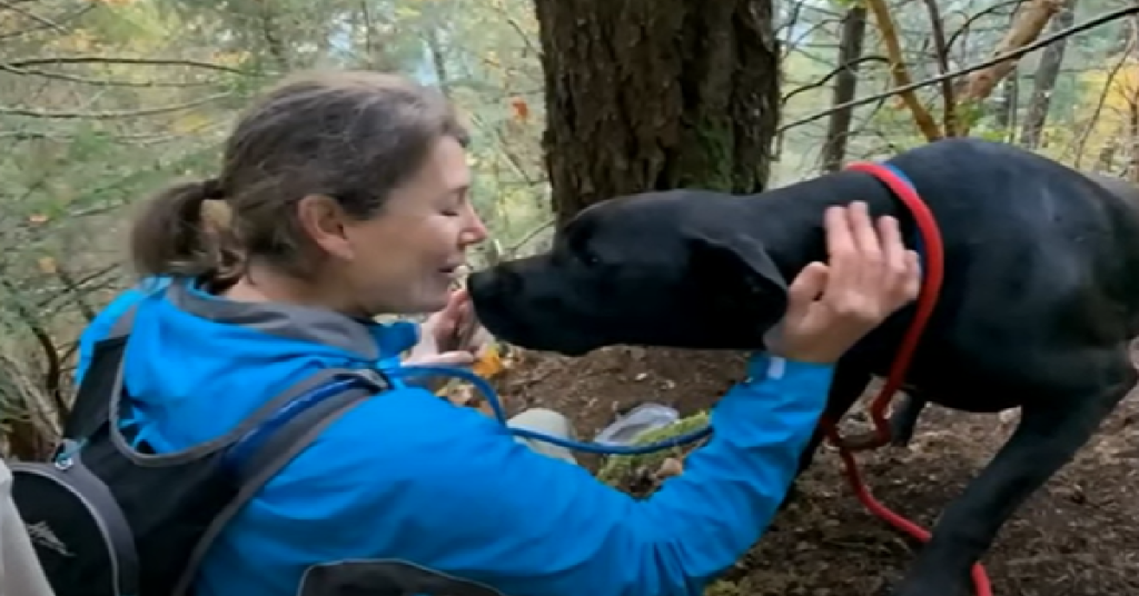 Missing Dog Survives 7 Nights On Ledge After Falling From Cliff