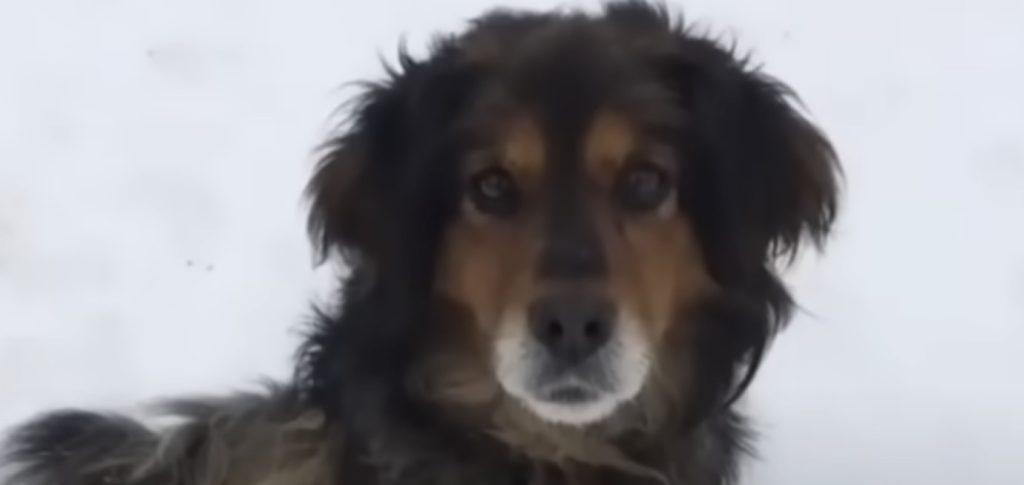 Dog’s Eyes Told A Tale Of Sorrow But Woman’s Willing To Rewrite His Ending