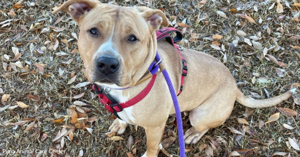 Sweet Yet Shy American Staffie Needs Someone Just Like You Now!