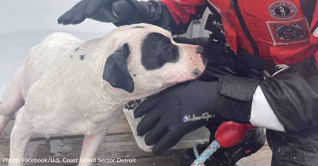 Coast Guard Rushes to Save Dog Who Fell Through Ice in Detroit River