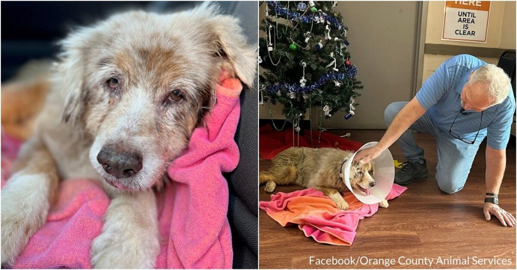 Senior Dog Missing For 7 Years Is Found Abandoned In Hotel Room