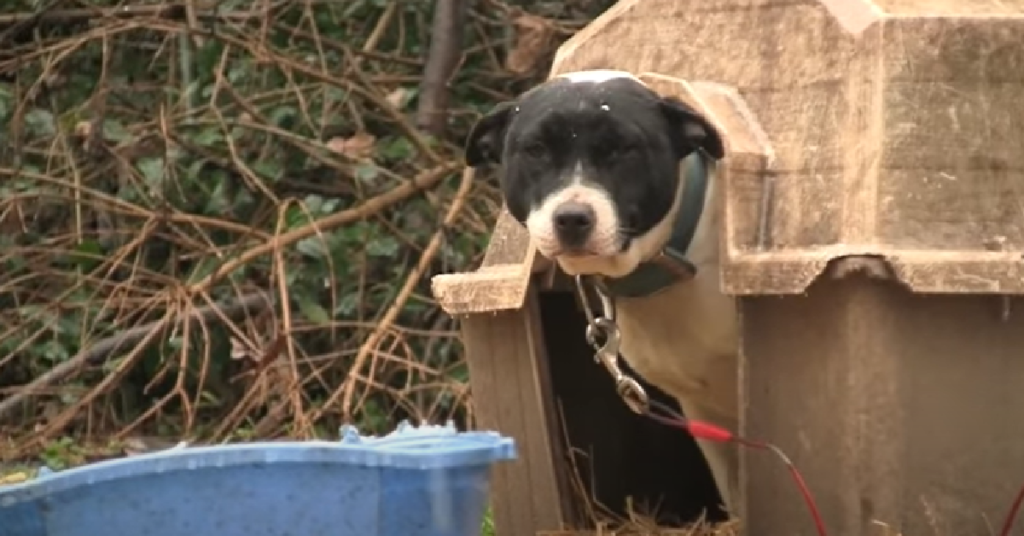 Watch How Dog’s Lives Change When They’re Let Off A Chain