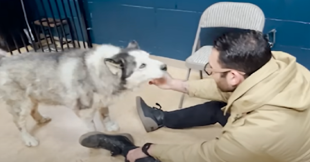 Rescue Malamute Fights Back From The Brink Of Death And Finds A Place To Call Home