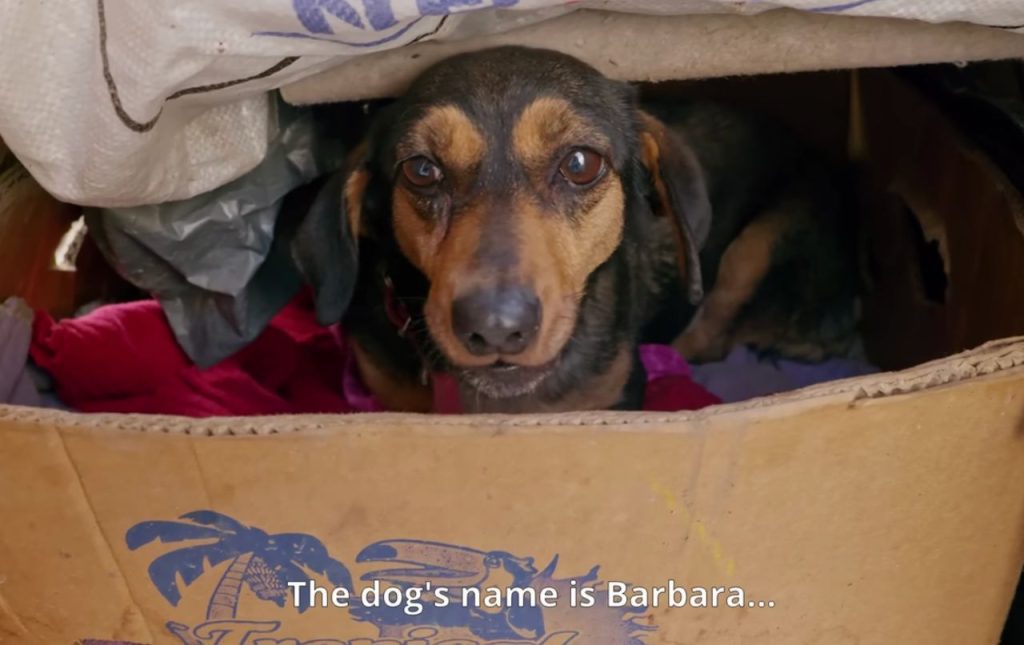 Frightened and Cold, a Dachshund Waits for an Owner Who Doesn’t Return, but Happiness is Right Around the Corner