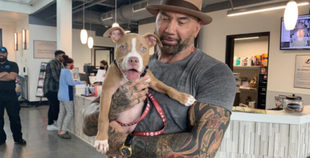 A Marvel superhero saves a Pit Bull puppy with a chain stuck in its neck