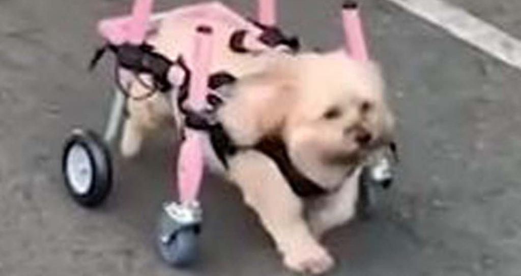 Doctors Doubted That This Dog Would Ever Walk Again Due to Spinal Stroke, But Maggie Proved Them Wrong