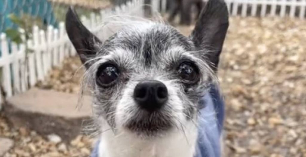 Senior Dog Returned To Rescue For Wanting To Sleep In Bed With Parents