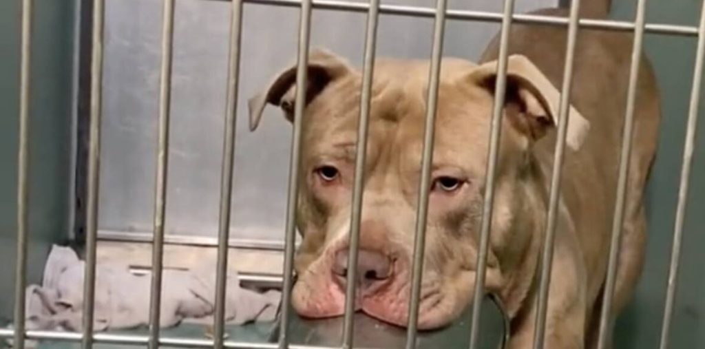 A Pit Bull is playfully waiting at a New York shelter with his favorite toy, hoping to catch someone’s attention