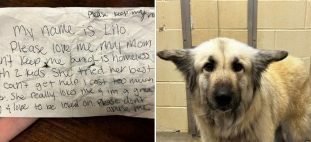 A stray dog named ‘Lilo’ was discovered wandering with a note attached to her leash, revealing a heartbreaking story