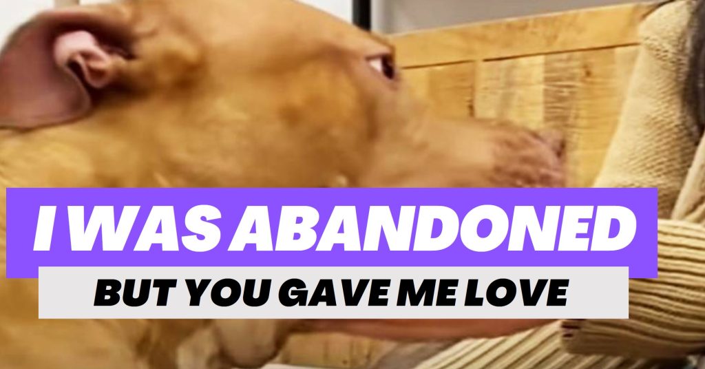 Pit Bull to a Sweet Lady: I Was Abandoned, But You Gave Me Love and a Forever Home