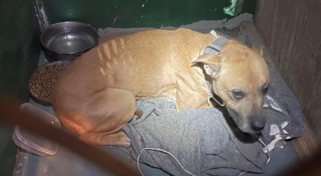 Shocked Home Buyers Discover A Scared, Starving Dog Locked In A Closet