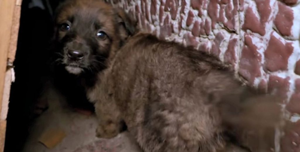 Stray Puppies Become Biggest Love Bugs After Being Rescued