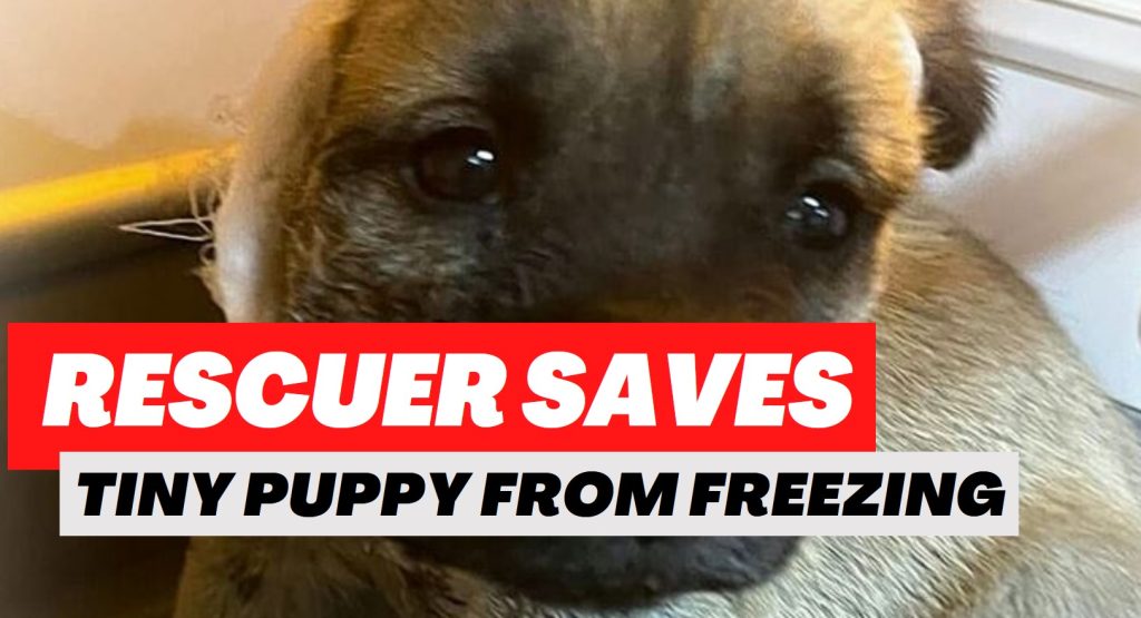 Rescuer Saves Tiny Puppy From Freezing In -24 Degree Weather