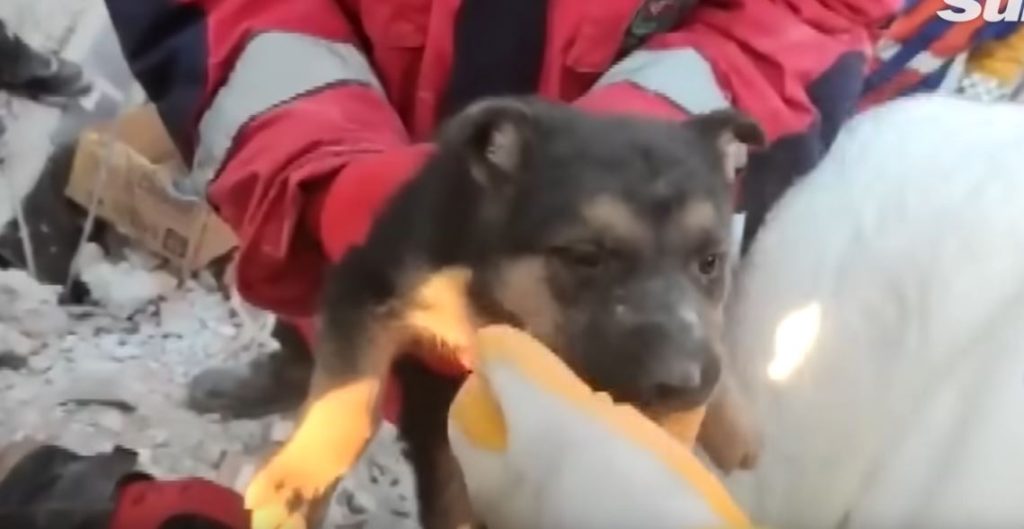 Mama Dog And Puppies Rescued From Collapsed Building Six Days After Devastating Earthquake In Turkey