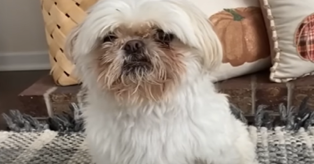 Rescue Dog Has A Strange Fascination With Peanut Butter