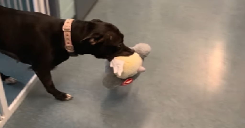 Pitbull Finds A Forever Home And Brings Along Her Favorite Stuffed Toy