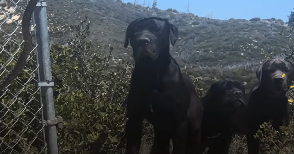 Hiker Finds Three Abandoned Dogs On A Mountain And Sets Out To Save Them
